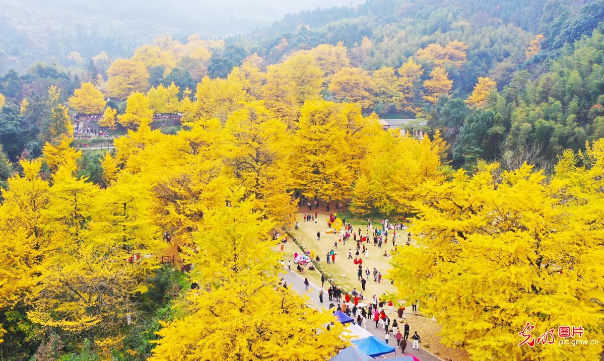 Shuangpai County of C China’s Hunan: ginkgo trees “wearing gold” to attract tourists