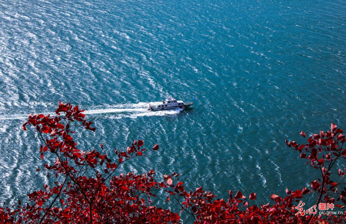 Red leaves on both sides of Yangtze River enter best viewing period