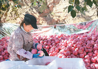 Apples, potatoes become cash cows in county of NW China's Gansu