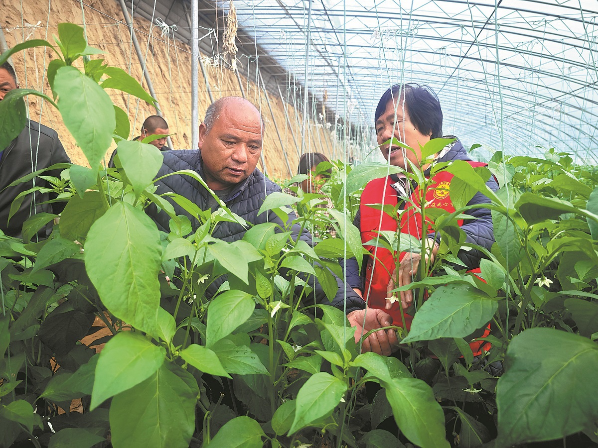 Expert helps village crops flourish