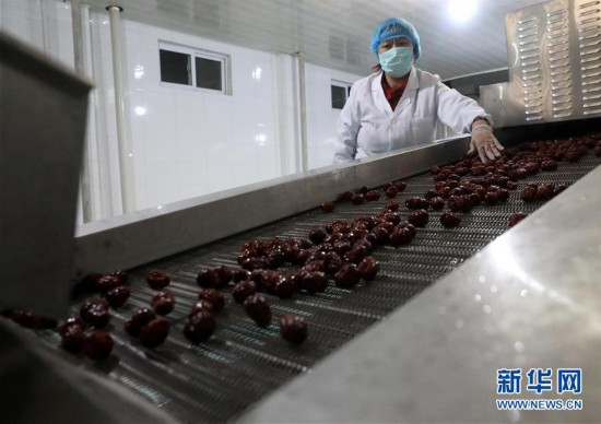 County in China's Hebei makes continuous efforts to develop jujube industry