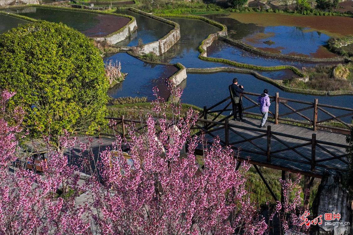 In pics: Blooming cherry blossoms against terraces in SW China's Yunnan