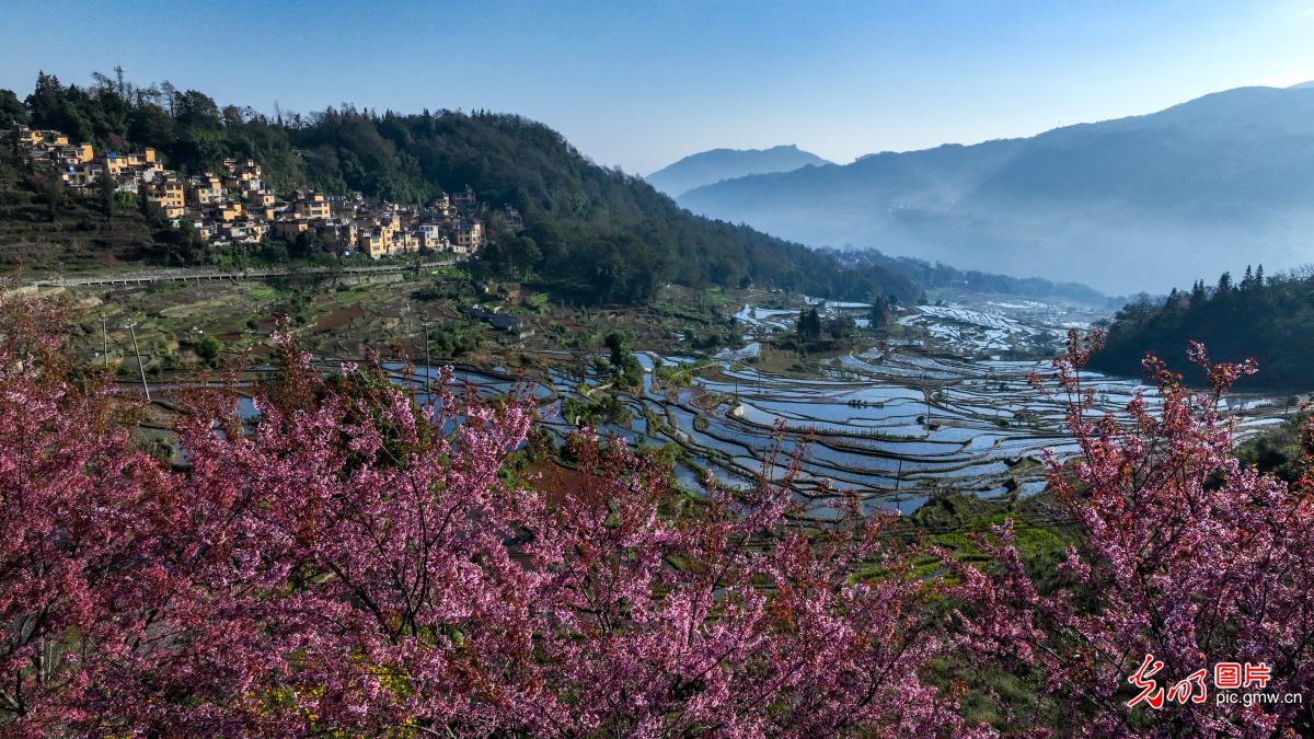 In pics: Blooming cherry blossoms against terraces in SW China's Yunnan