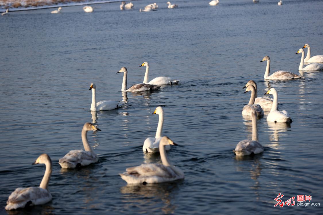 About 400 white swans spending winter in NE China’s Liaoning