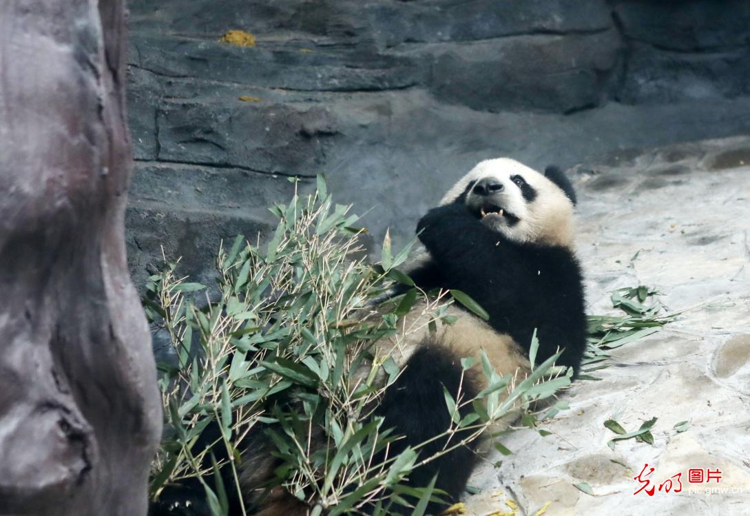 Four giant pandas adapting to life at new home in Chongqing’s Yongchuan District