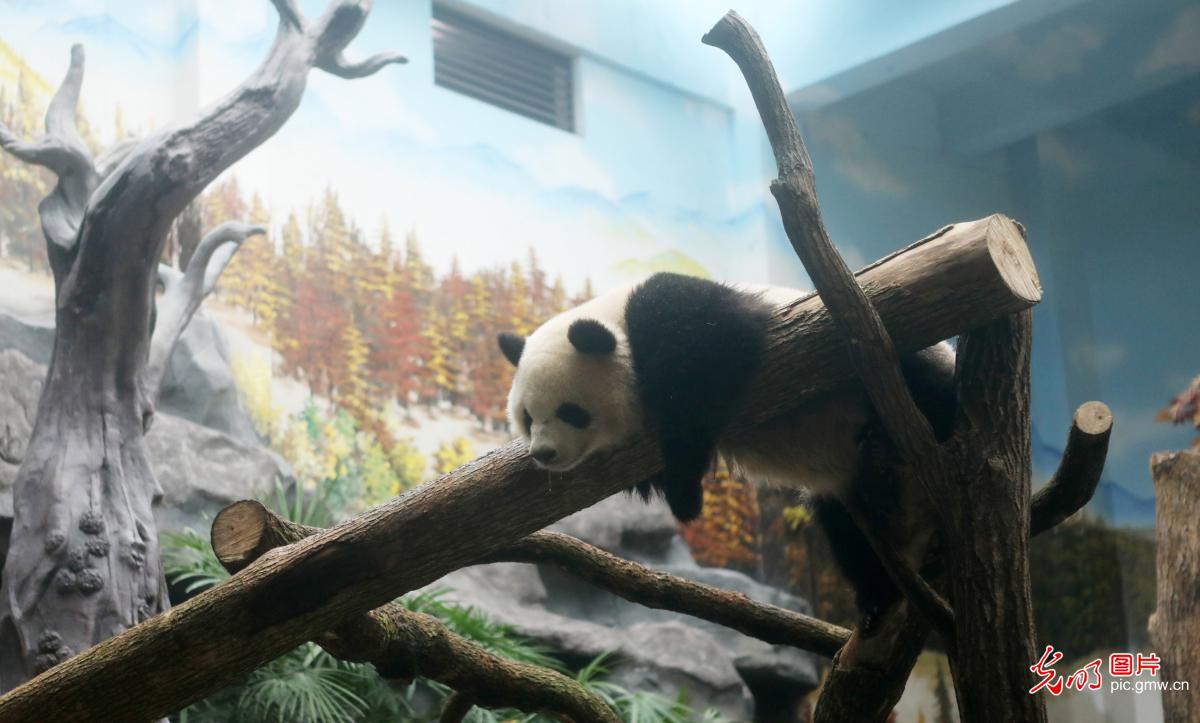 Four giant pandas adapting to life at new home in Chongqing’s Yongchuan District