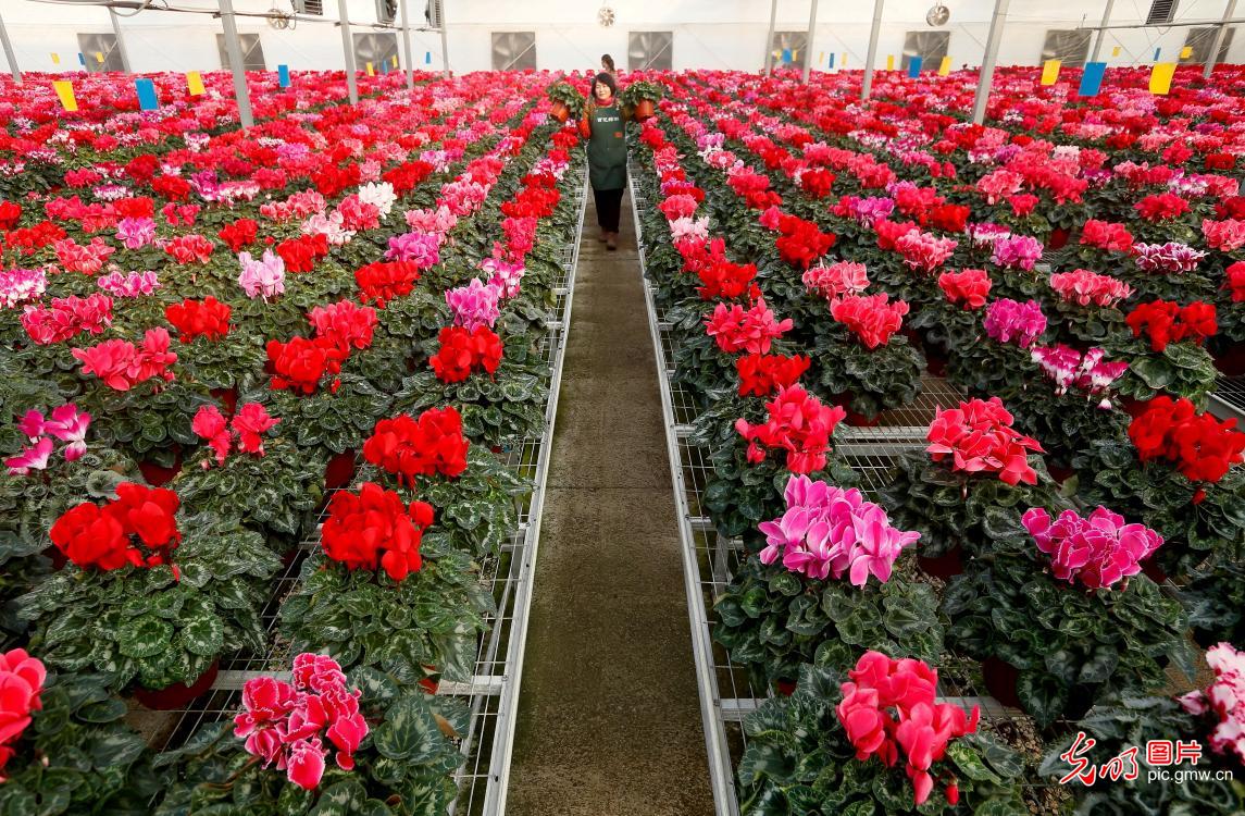 Flower farmers prepare for Spring Festival market frenzy in E China's Shandong