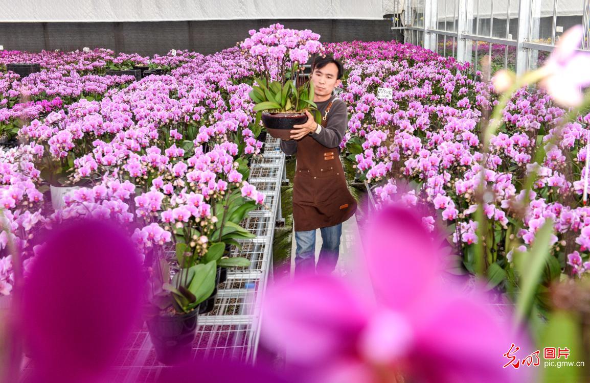 Phalaenopsis sees pre-holiday sales peak in China’s Xinjiang