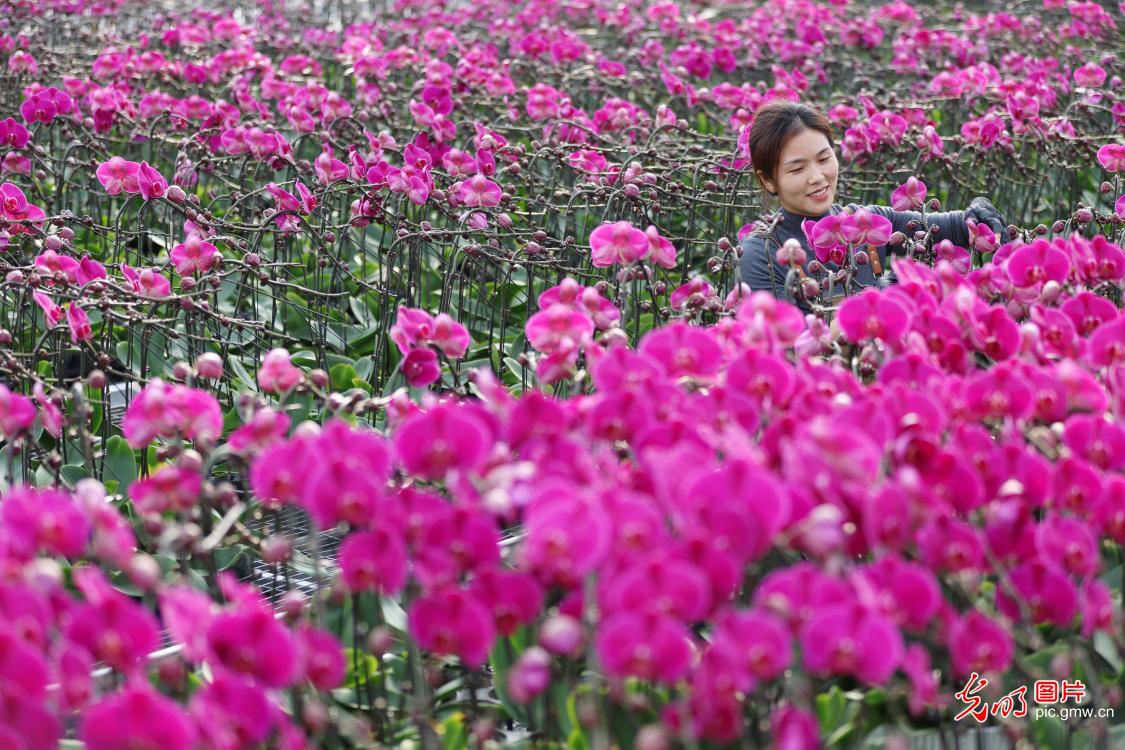Phalaenopsis sees pre-holiday sales peak in China’s Xinjiang