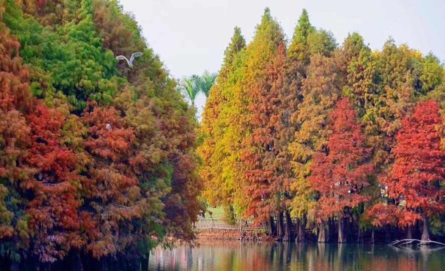 Bald cypress trees turn vibrant red, delighting visitors in Xiamen parks - Chinadaily.com.cn