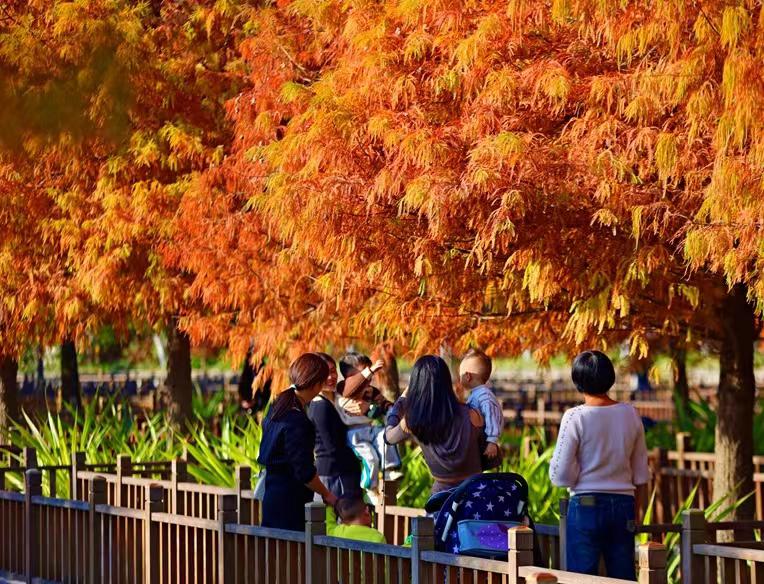 Bald cypress trees turn vibrant red, delighting visitors in Xiamen parks