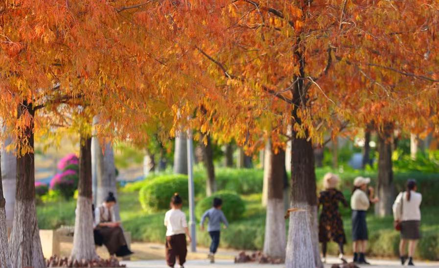 Bald cypress trees turn vibrant red, delighting visitors in Xiamen parks
