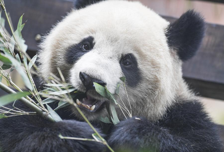 China's wild panda population nears 1,900