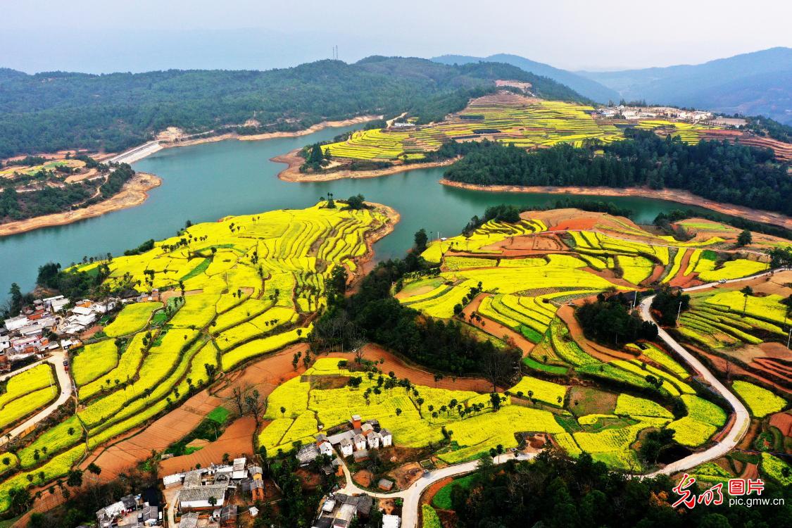 Rapeseed flowers bllom in SW China's Yunnan