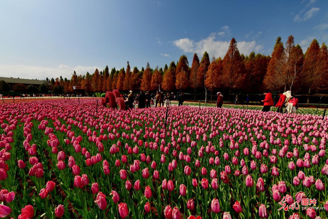 Tulips in full bloom in SW China's Yunnan