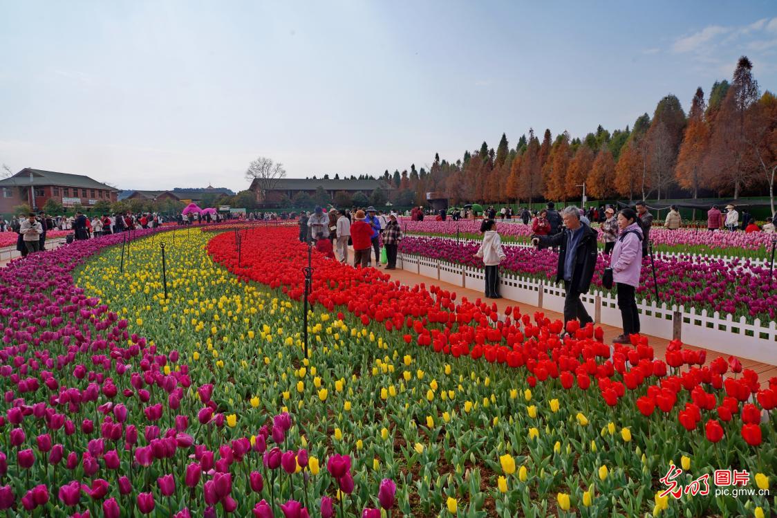 Tulips in full bloom in SW China's Yunnan