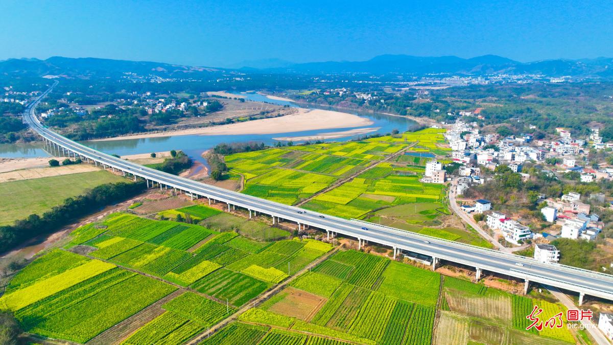 Rapeseed flowers in full bloom in E China's Jiangxi