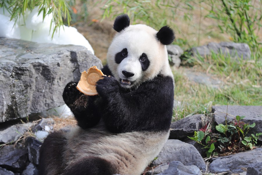 Three pandas to leave Belgian animal park for China