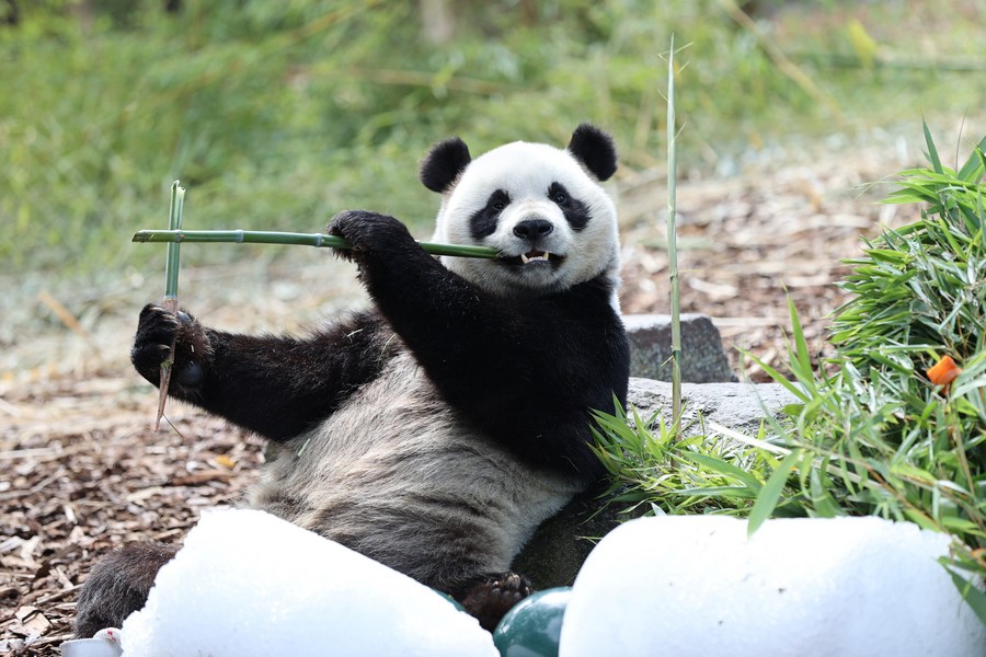 Three pandas to leave Belgian animal park for China