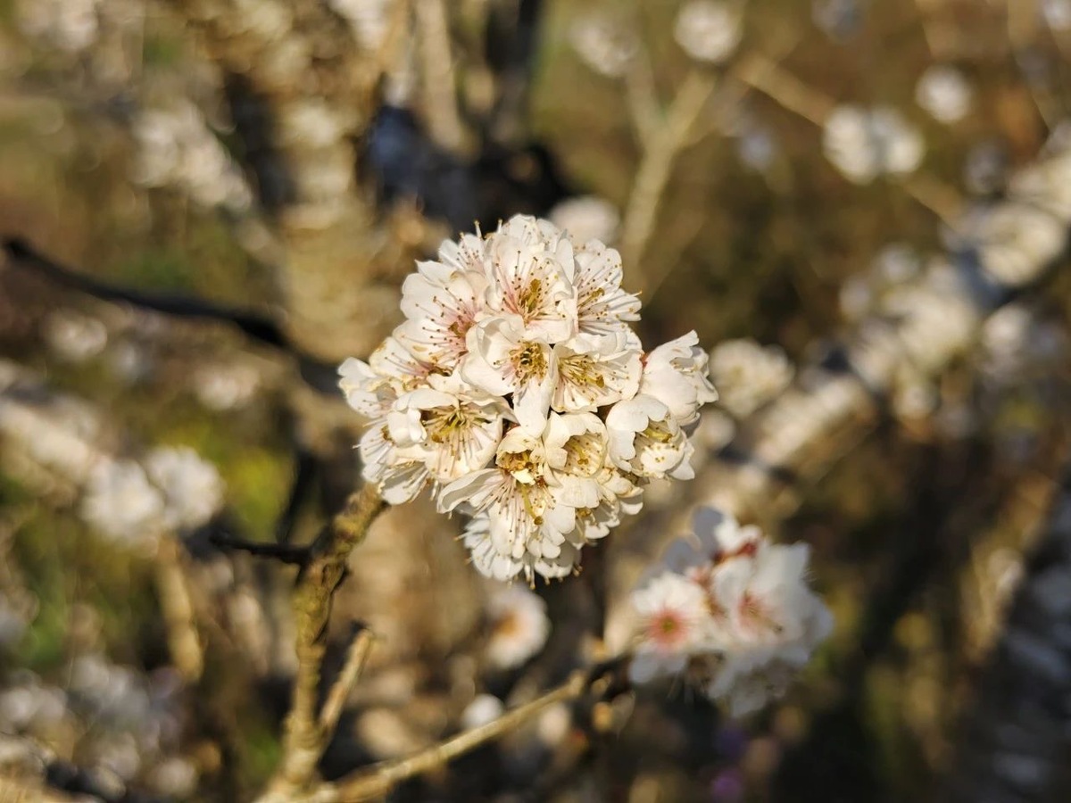 Cherry blossoms bloom in Yunnan