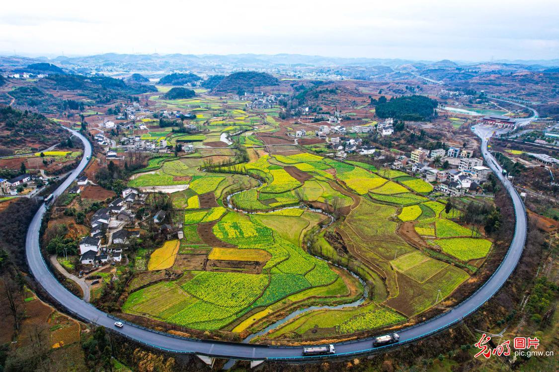 Qianxi City of SW China’s Guizhou: rapeseed flowers bloom in spring