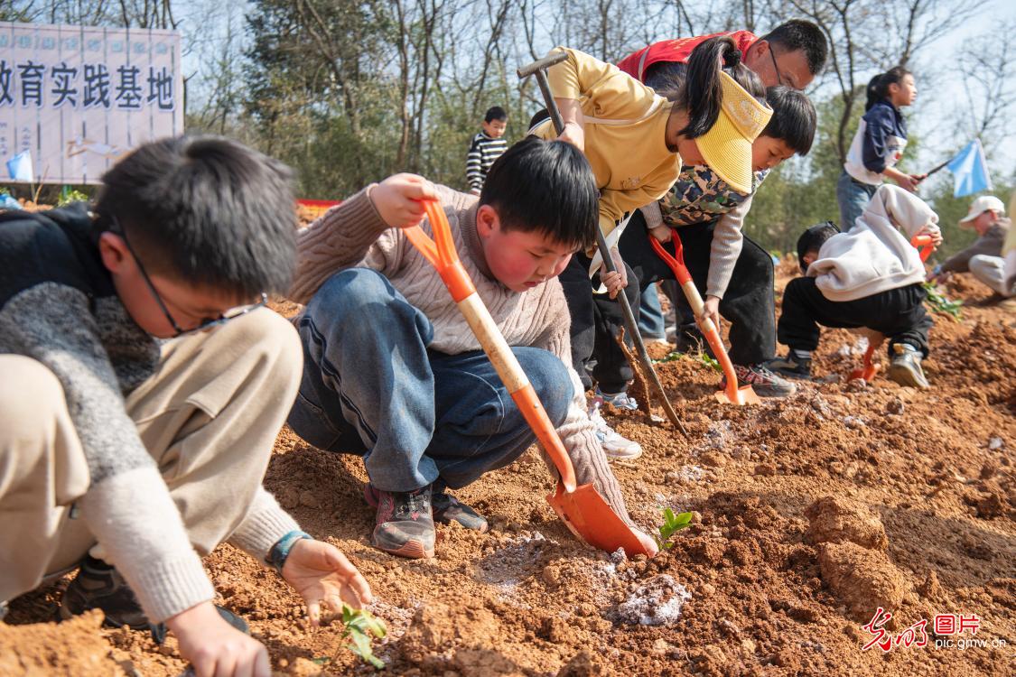 Tree planting campaign launched in E China's Anhui