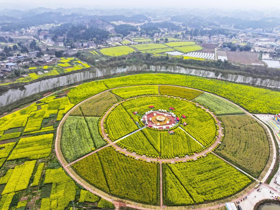 Economy&Life | Oilseed rape plantations in Tongnan of SW China's Chongqing boost rural development