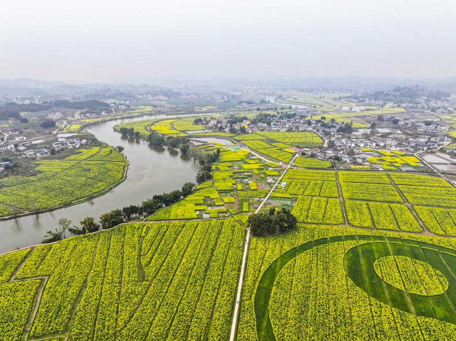 Economy&Life | Oilseed rape plantations in Tongnan of SW China's Chongqing boost rural development