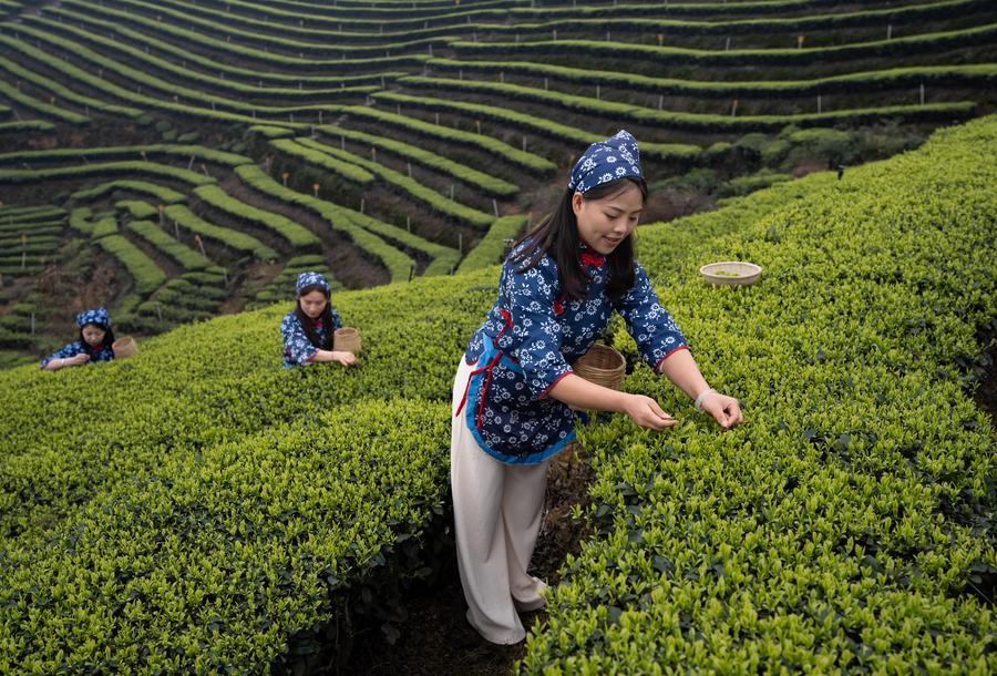 SichuanMosaics | Tea industries empower communities, enterprises in Luzhou, SW China's Sichuan