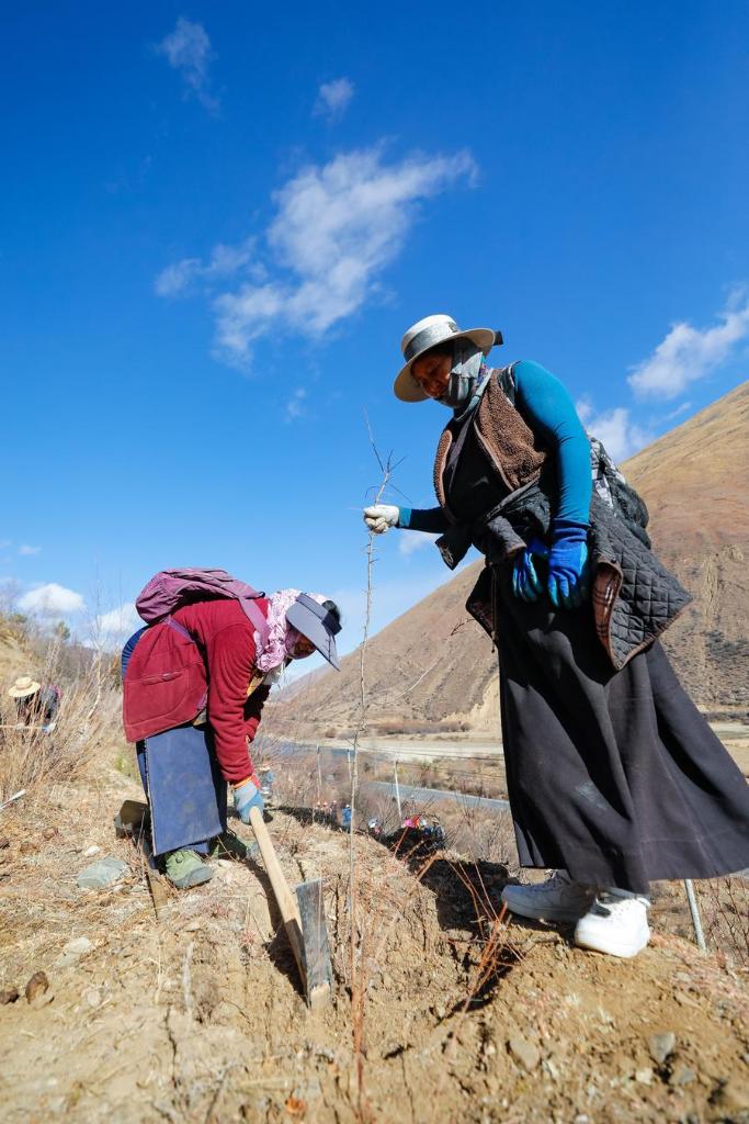 SichuanMosaics | Cash crop plantations boost rural development in SW China's Sichuan