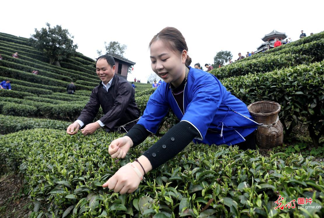 Tea culture events held in S China’s Guangxi
