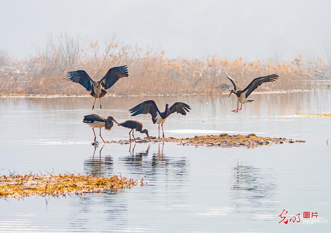 First-class nationally protected wide animal black storks reappear in Shahe River of C China’s Henan