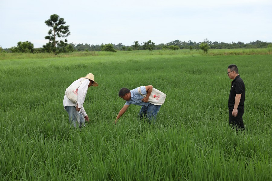 China's agricultural expertise fuels prospects for rice self-sufficiency in Fiji