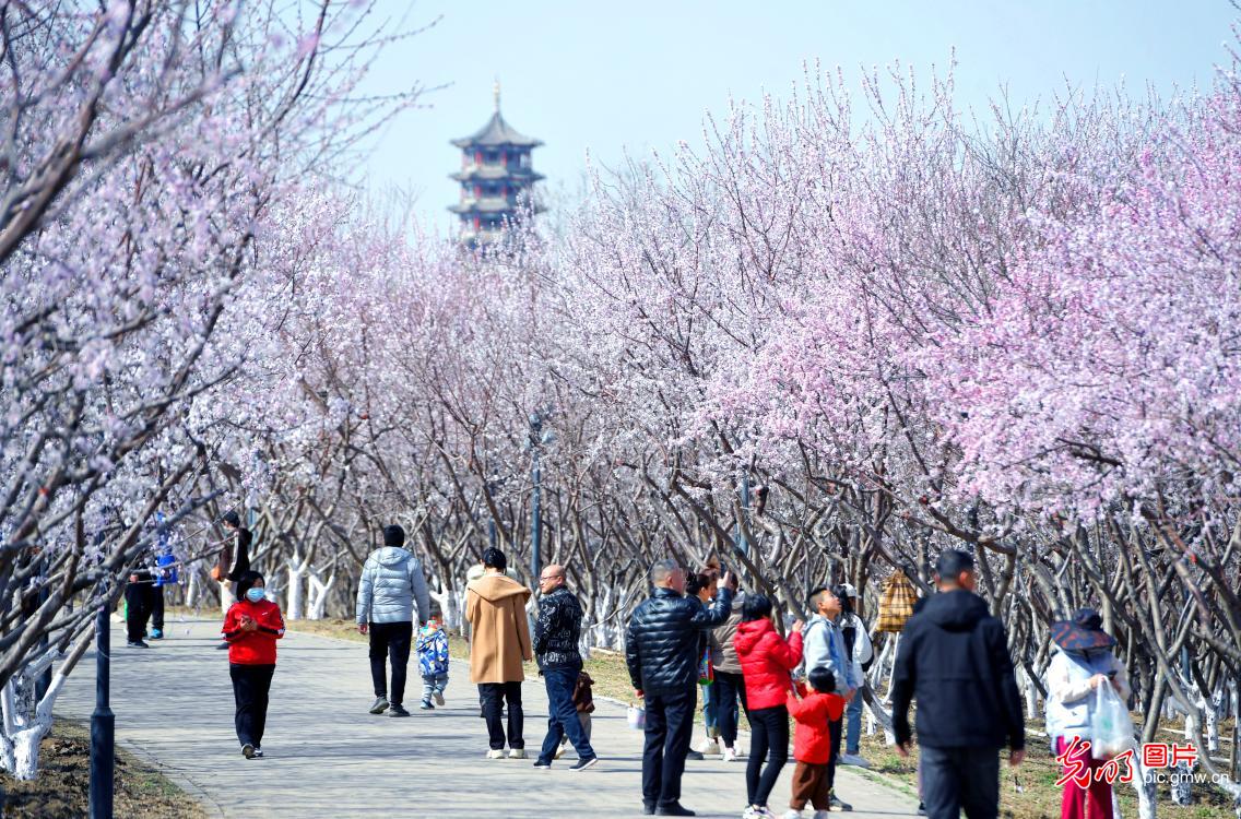 Peach blossoms bloom in N China's Hebei