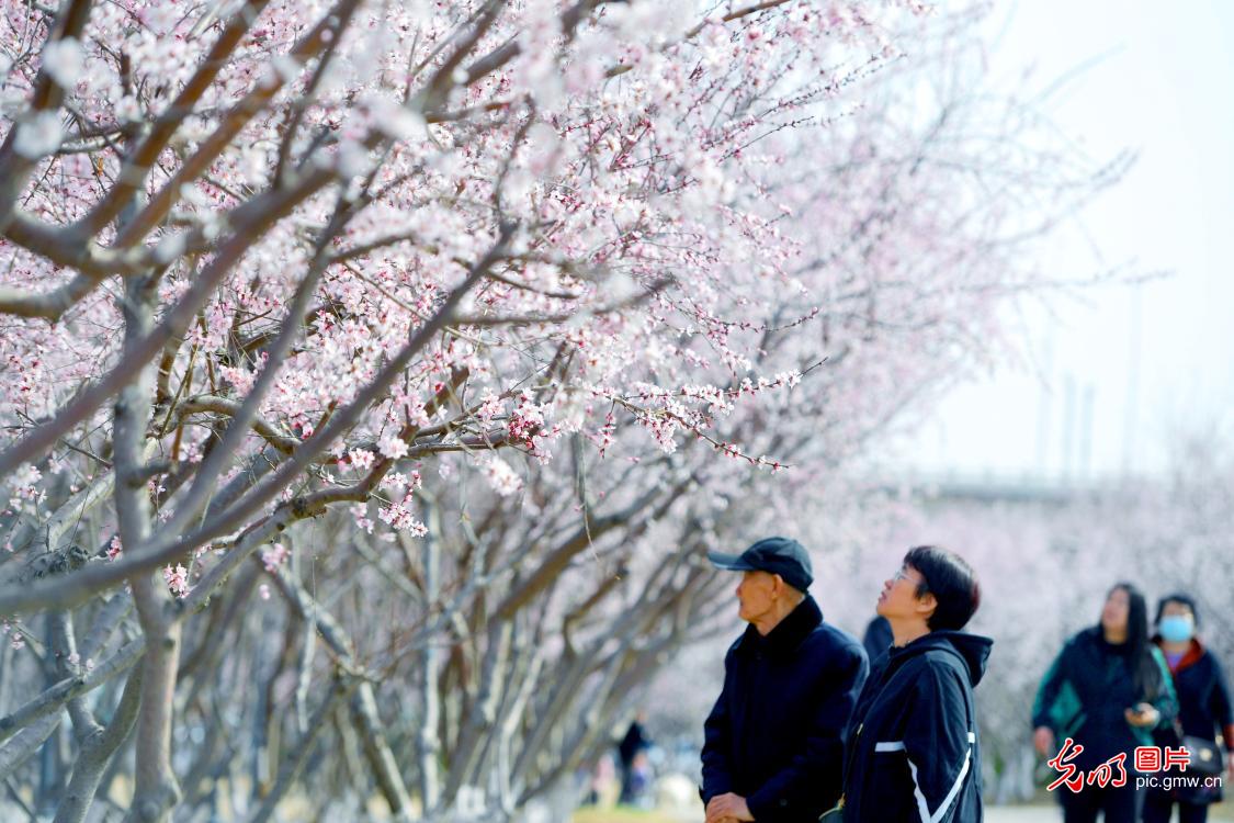 Peach blossoms bloom in N China's Hebei