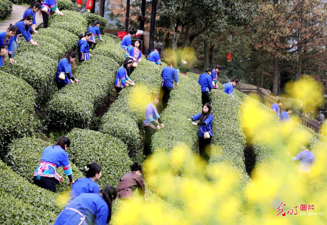 Tea culture event held in S China's Guangxi