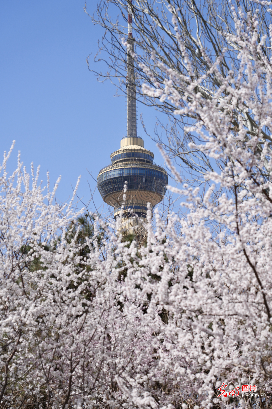 Cherry blossoms bloom at Beijing's Yuyuantan Park