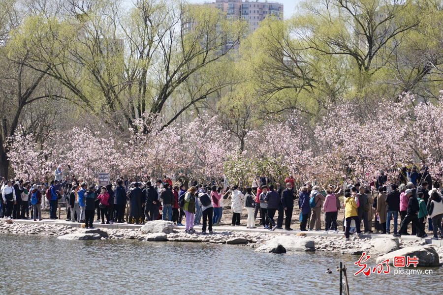 Cherry blossoms bloom at Beijing's Yuyuantan Park