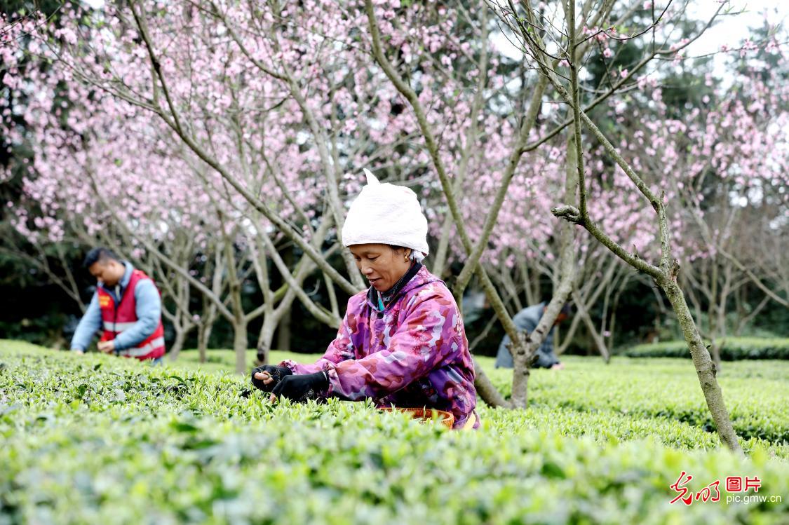 Spring tea harvest in full swing across China