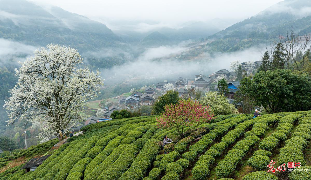 Spring tea harvest in full swing across China