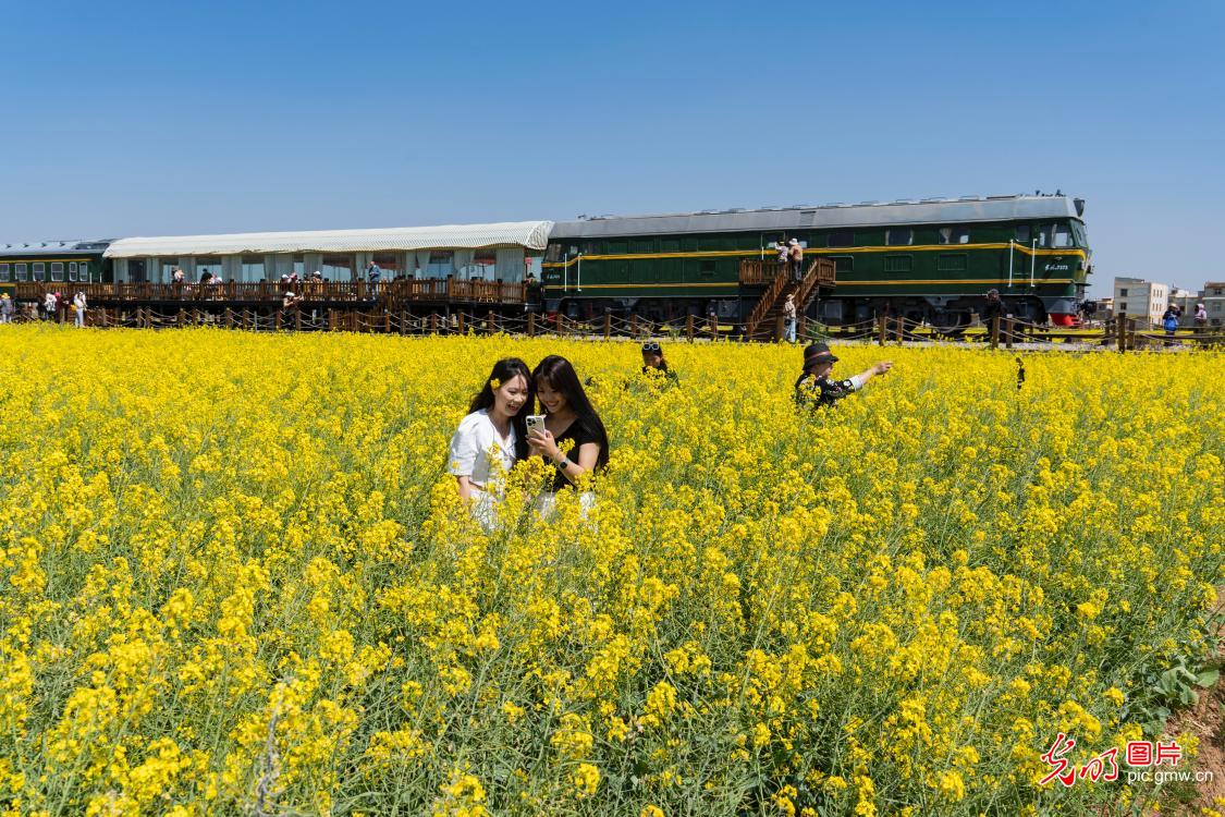 Rapeseed flowers attract viewers