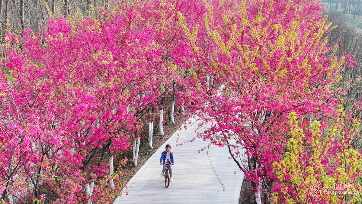 Cherry Blossoms in Full Bloom Welcome Visitors