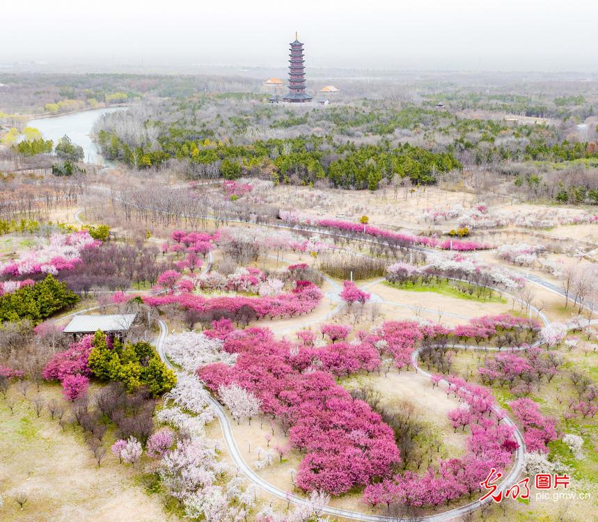 Plum blossoms in full bloom at Santai Mountain