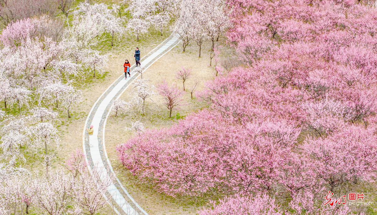 Plum blossoms in full bloom at Santai Mountain