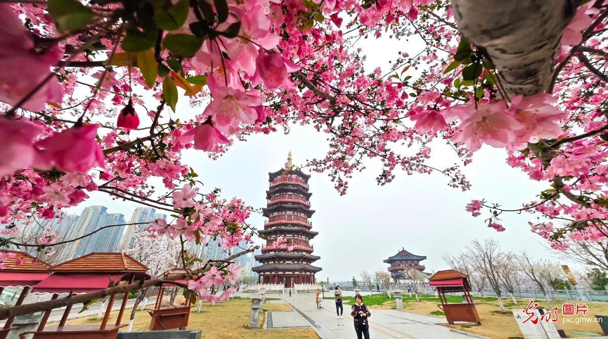 Spring scenery in C China's Henan
