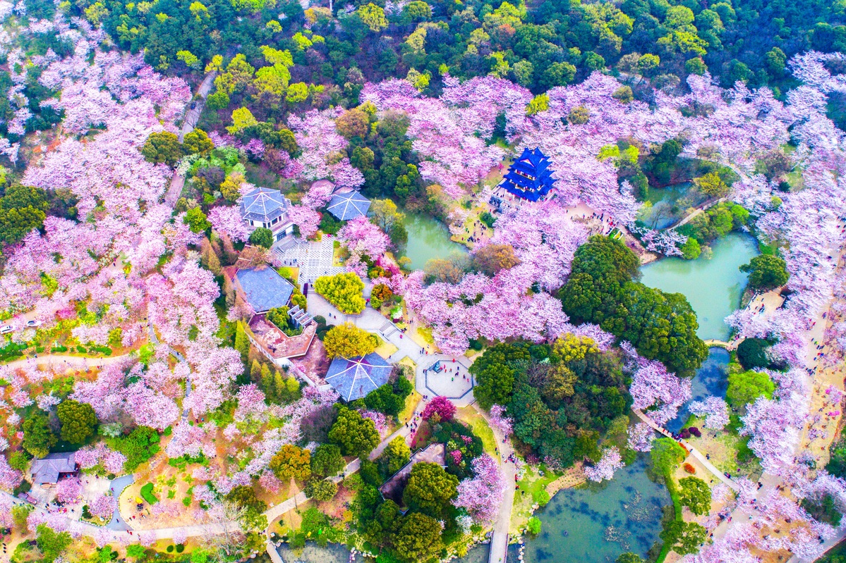 Wuxi's cherry blossom season elevated by helicopter tours and global connections