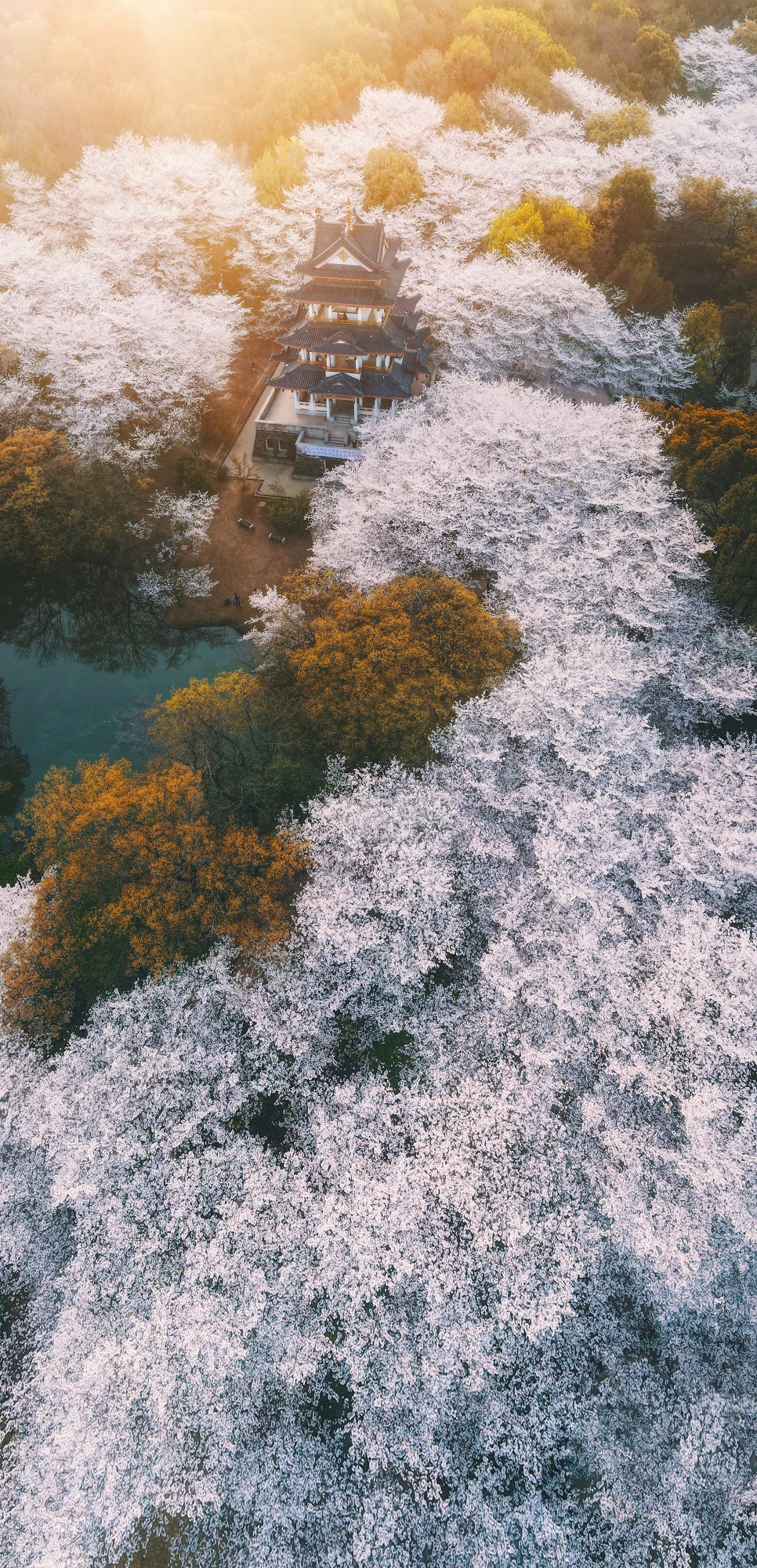 Wuxi's cherry blossom season elevated by helicopter tours and global connections