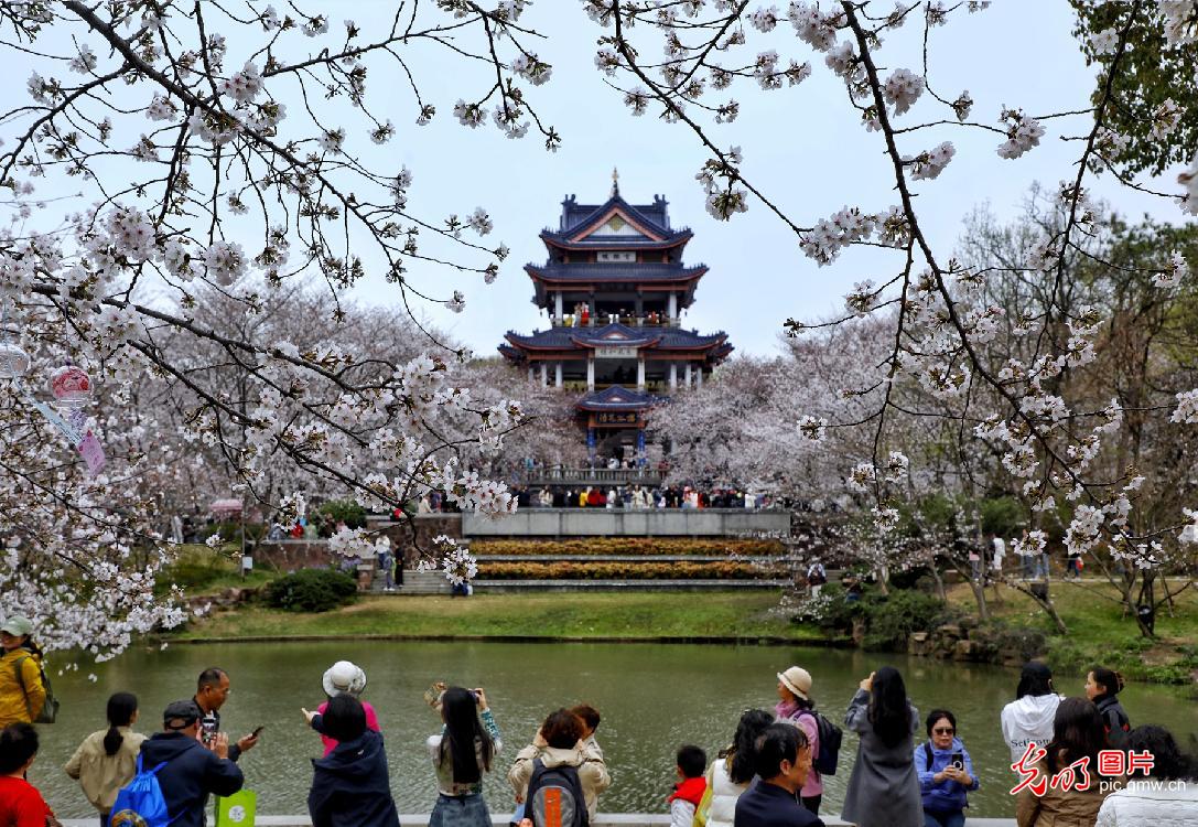 Yuantouzhu cherry blossoms in full bloom enchant visitors