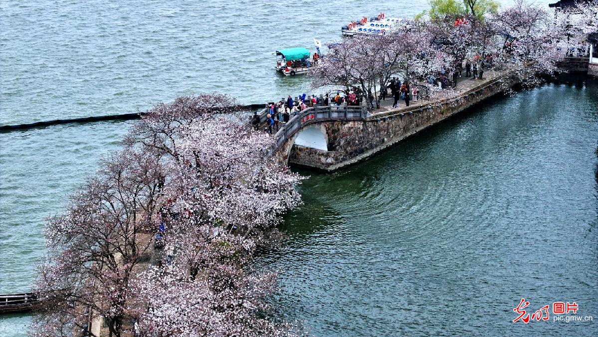 Yuantouzhu cherry blossoms in full bloom enchant visitors