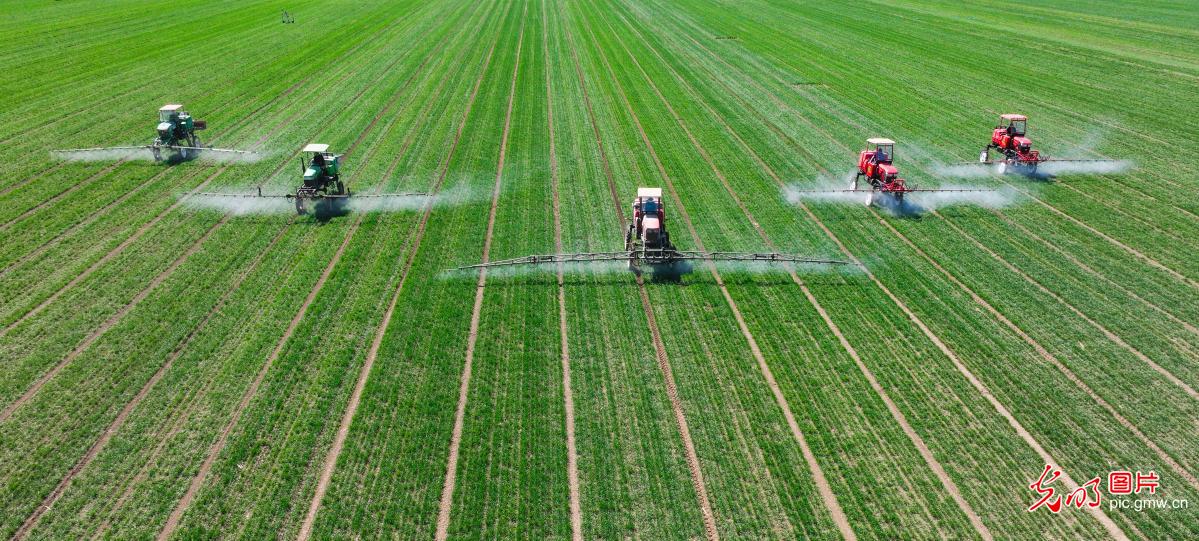 Spraying operations conducted in E China's Shandong